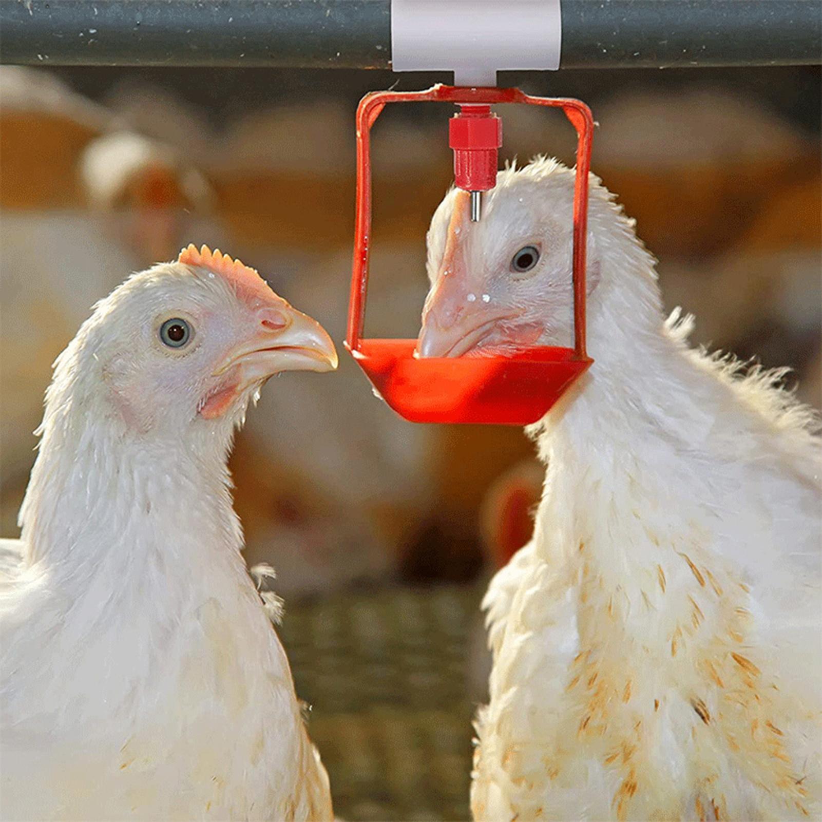 Złączki trójnikowe PVC do poid – Chicken Nipple Drinker recenzja i cena
