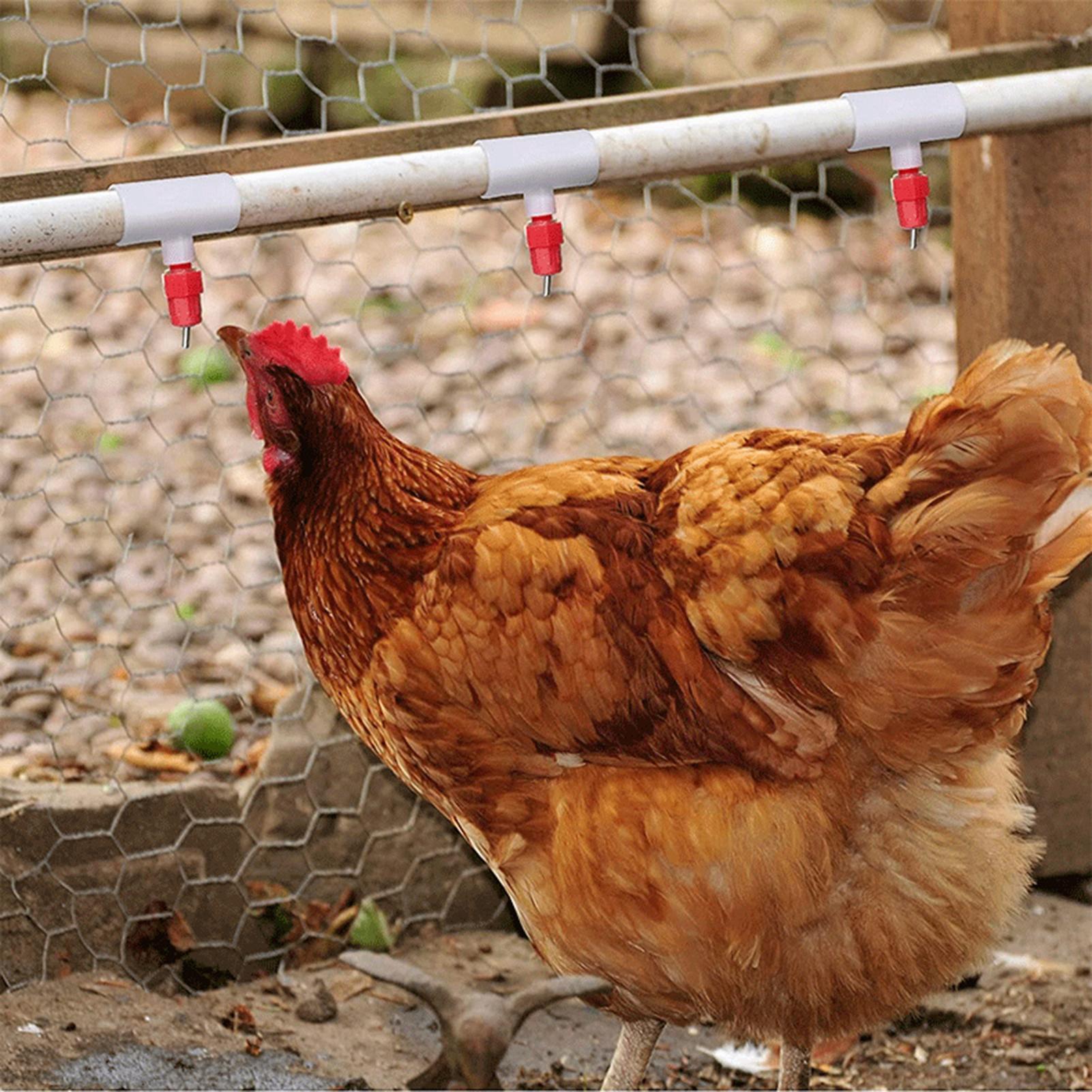 Złączki trójnikowe PVC do poid – Chicken Nipple Drinker recenzja i cena
