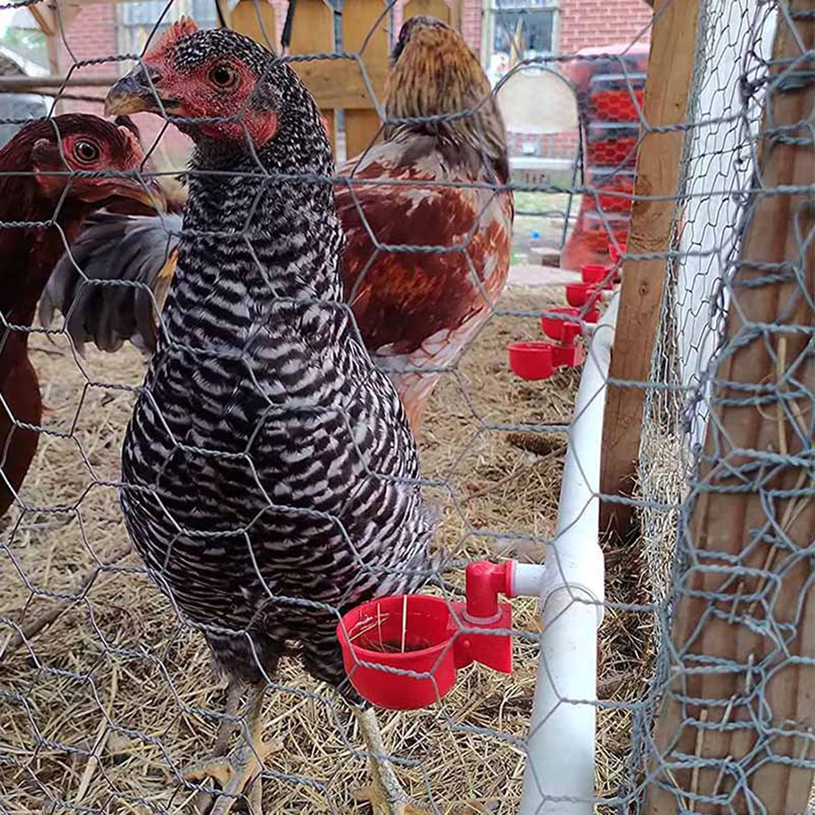 Złączki trójnikowe PVC do poid – Chicken Nipple Drinker recenzja i cena
