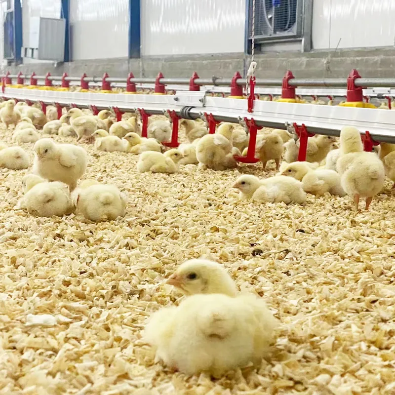 System nawadniania kur, karmni – Chicken Nipple Drinker recenzja i cena